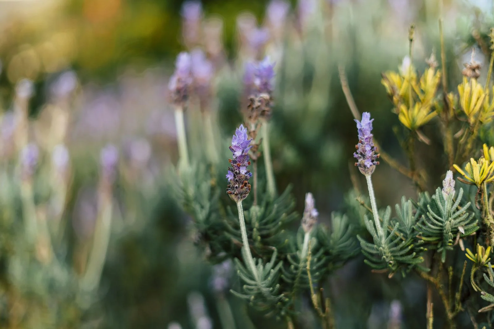 Lavender and garden foliage in Auckland